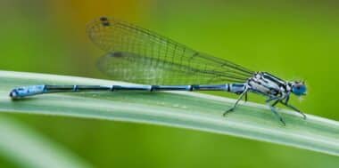 La prédation des abeilles par les libellules, un phénomène inédit au Maroc