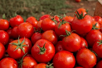 La nouvelle campagne de production de tomates 2023-2024 avance malgré les nombreux aléas