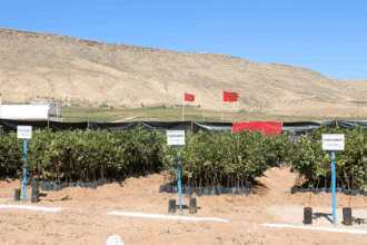 Les nouvelles filières agricoles éco-responsables pour économiser l'eau au Maroc