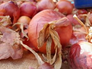 À Ain Cheggag, sur les terres où il est cultivé, l’oignon rouge coûte 15 DH le kilo