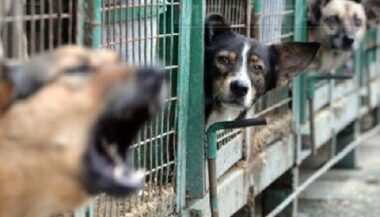 Béni Mellal : Africtra construira une fourrière pour chiens et chats errants