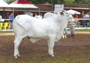 Importation de bovins : les chiffres, les origines, l'effet sur le marché intérieur