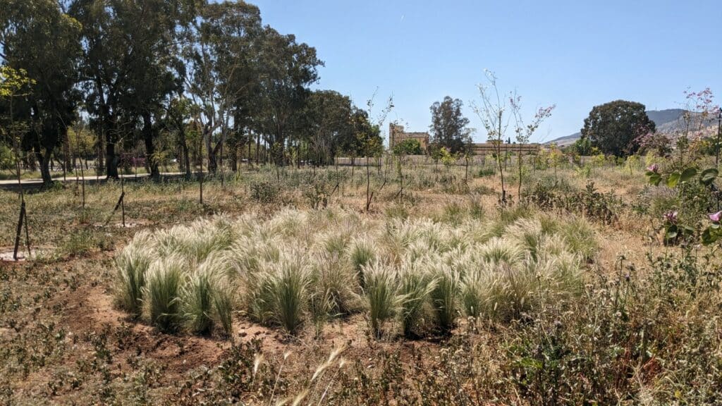 EN IMAGES. À Fès, de nouveaux espaces verts voient le jour