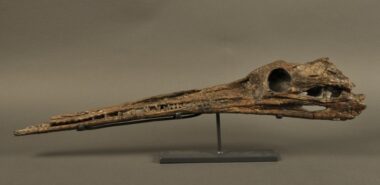 Découverte près de Taza de restes de crocodiliens remontant au Jurassique inférieur