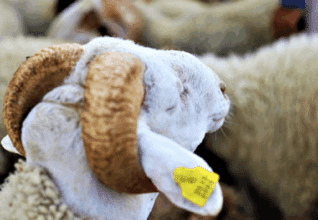 Aïd al-Adha : le gouvernement instaure une prime forfaitaire pour l'importation d’ovins (détails)