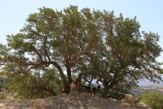 Argane : hold-up sur un patrimoine national (1/4)