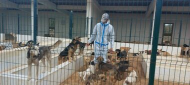 Voici comment l’Intérieur réagit à la problématique des chiens errants