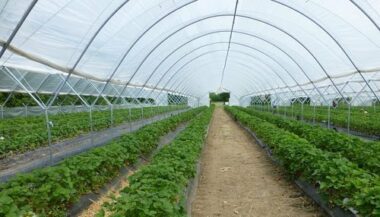 Les producteurs de tomates lorgnent vers les serres high-tech et espèrent un soutien de l'État