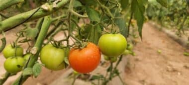 Dans les serres de Chtouka, les producteurs pris en étau entre rareté de l’eau et virus de la tomate