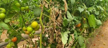 Un virus dévastateur menace les cultures maraîchères, notamment la tomate