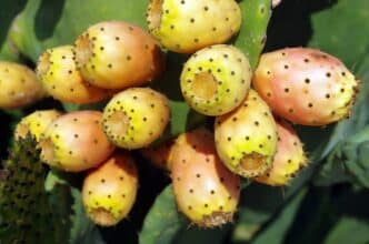 Les détails du Programme national de plantation de cactus résistants à la cochenille