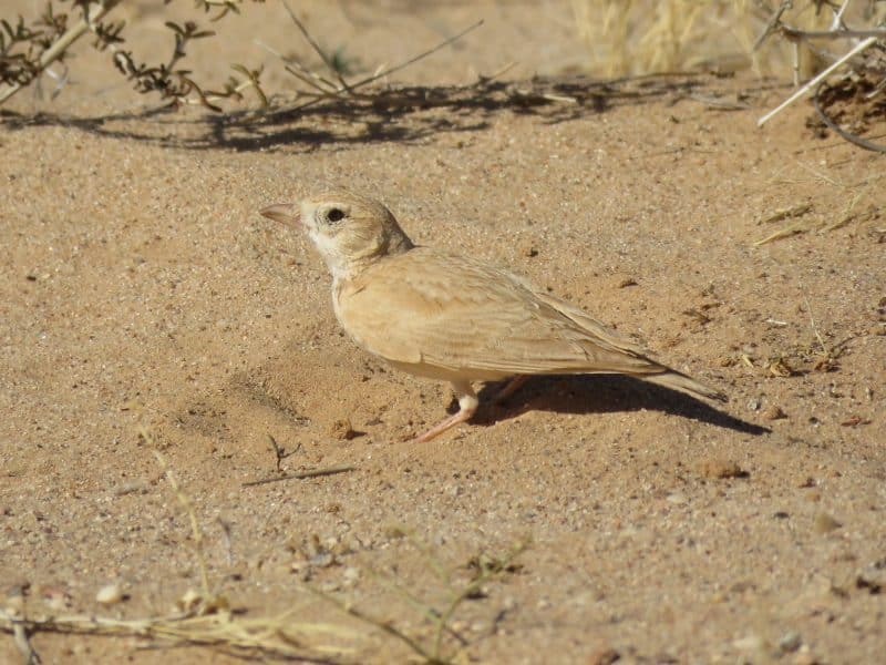 Guelmim. Les portes ouvertes vers la magie du désert
