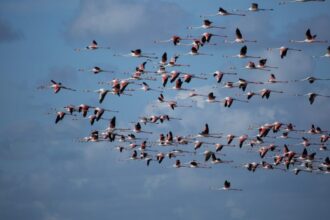 Biodiversité. La menace des espèces exotiques envahissantes vue du Maroc