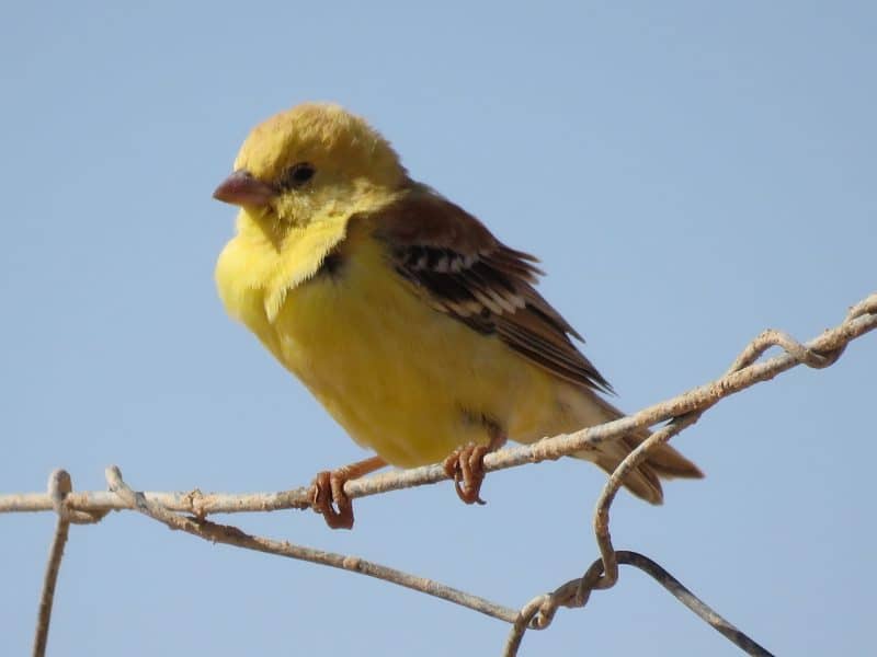 Guelmim. Les portes ouvertes vers la magie du désert