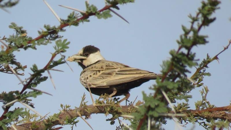 Guelmim. Les portes ouvertes vers la magie du désert