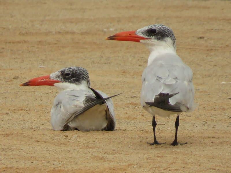 Guelmim. Les portes ouvertes vers la magie du désert