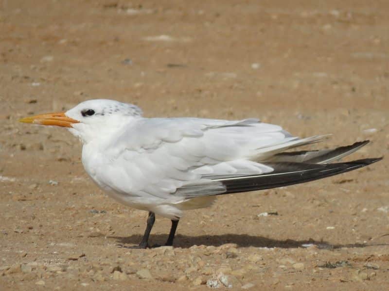 Guelmim. Les portes ouvertes vers la magie du désert