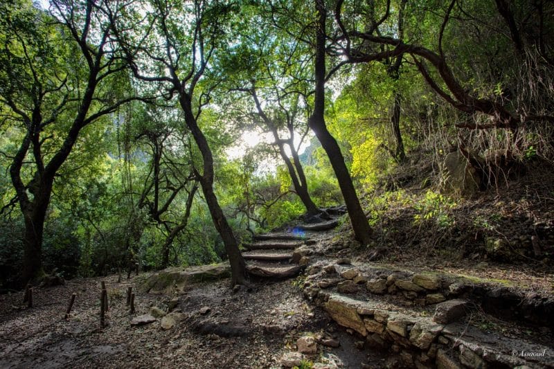 Parc national de Talassemtane. Au cœur des sapinières enneigées du Rif