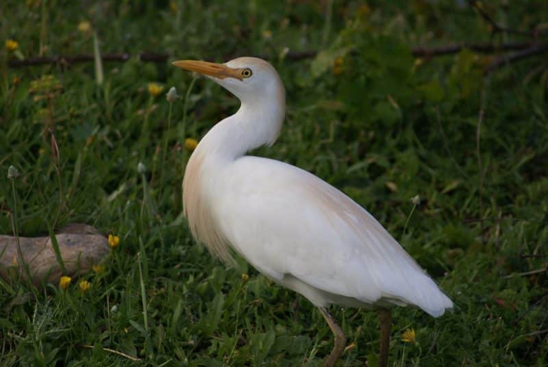 Parc national de Talassemtane. Au cœur des sapinières enneigées du Rif