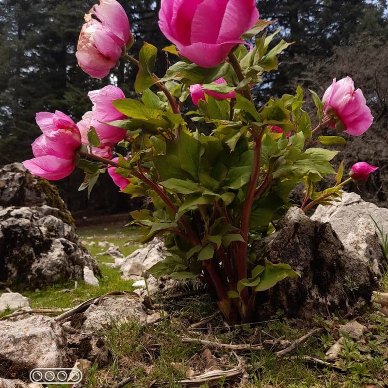 Parc national de Talassemtane. Au cœur des sapinières enneigées du Rif