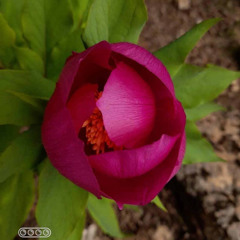 Parc national de Talassemtane. Au cœur des sapinières enneigées du Rif