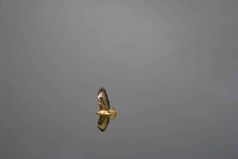 Parc national de Talassemtane. Au cœur des sapinières enneigées du Rif