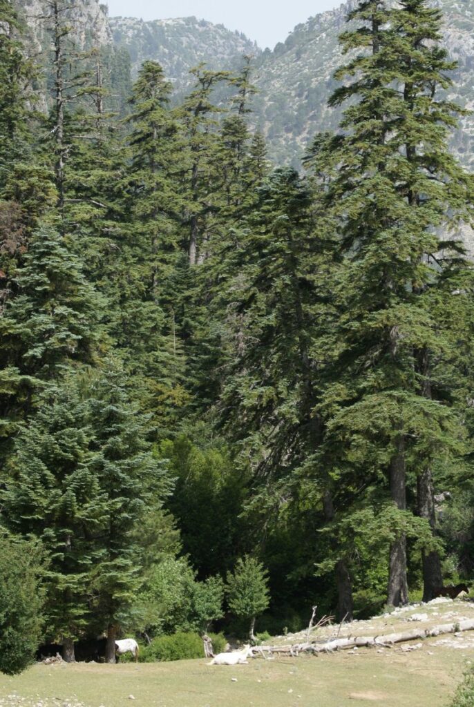 Parc national de Talassemtane. Au cœur des sapinières enneigées du Rif