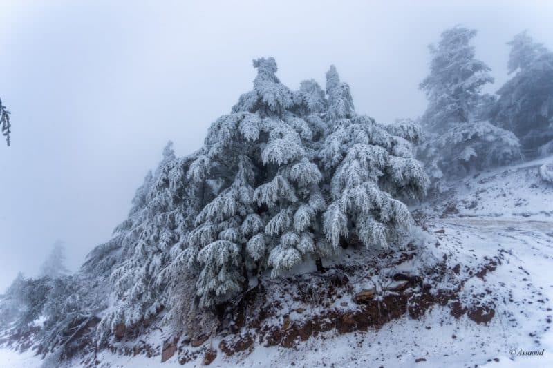 Parc national de Talassemtane. Au cœur des sapinières enneigées du Rif