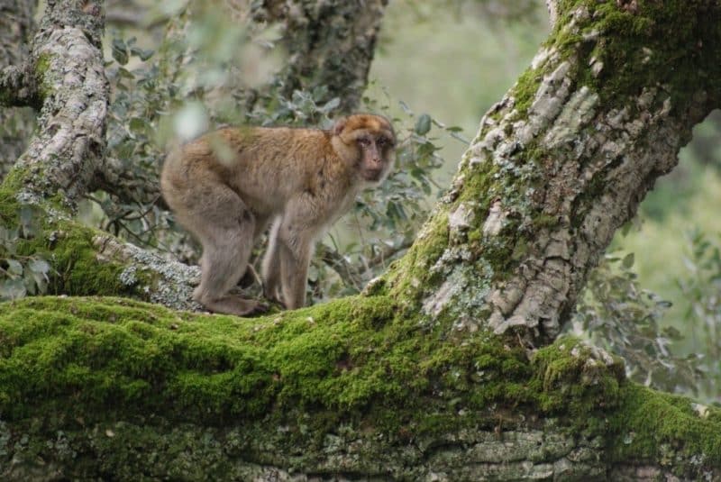Parc national de Talassemtane. Au cœur des sapinières enneigées du Rif