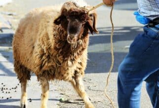 Aïd al-Adha : entre annulation et maintien, un dilemme complexe