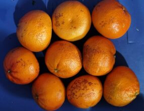 La canicule menace la survie des arbres fruitiers