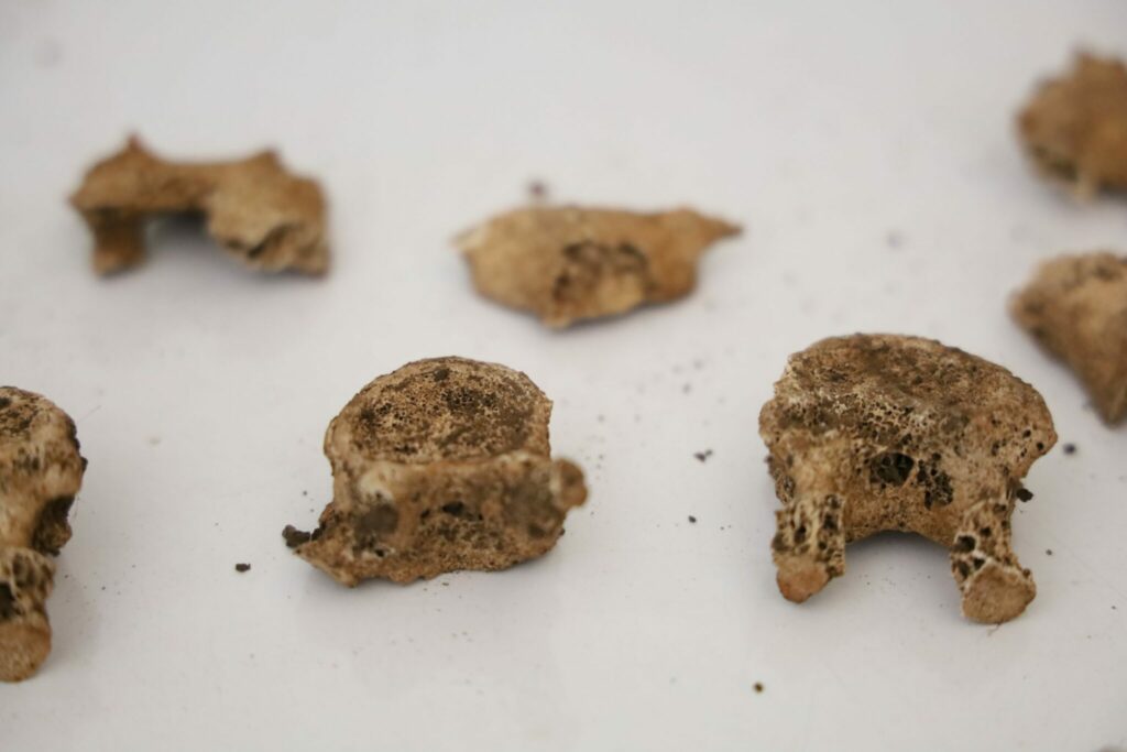 Archéologie préhistorique : on en sait davantage sur les vestiges retrouvés dans les Rehamna