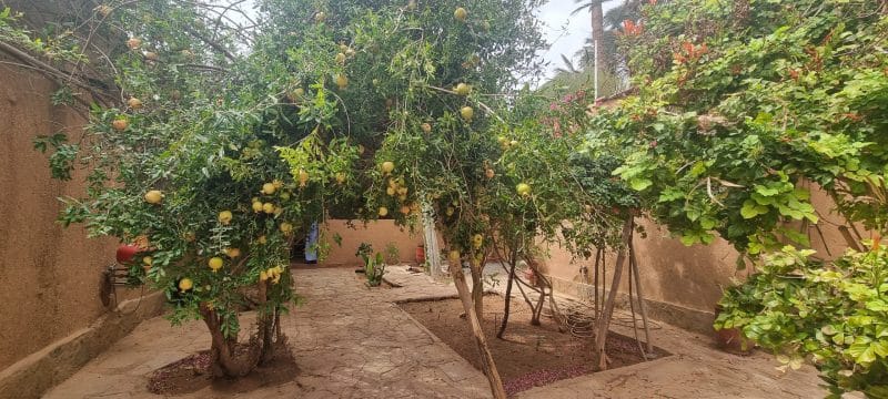 Tourisme durable. L’oasis de Tighmert, un site naturel et culturel à préserver