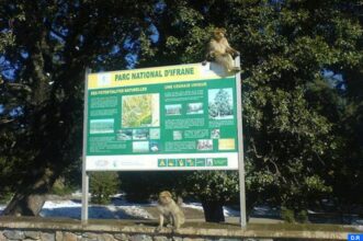 Le projet de Parc national d’Ifrane coûtera 734 MDH