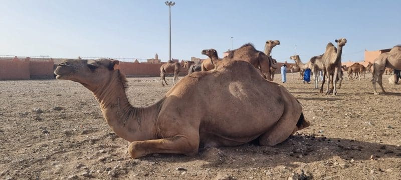 Patrick Simon : &ldquo;Le Maroc a de grandes opportunités à saisir dans le domaine du tourisme nature et culture&rdquo;