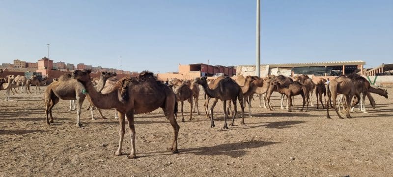 Patrick Simon : &ldquo;Le Maroc a de grandes opportunités à saisir dans le domaine du tourisme nature et culture&rdquo;