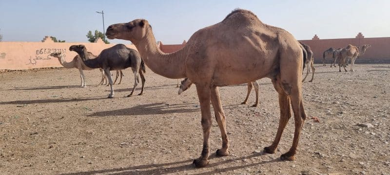 Patrick Simon : &ldquo;Le Maroc a de grandes opportunités à saisir dans le domaine du tourisme nature et culture&rdquo;