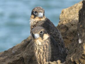 Abdeljebbar Qninba : &ldquo;L’Archipel d’Essaouira accueille la plus belle colonie de faucons d’Éléonore au monde&rdquo;