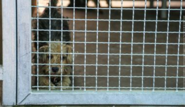 6,65 MDH pour la construction d’une fourrière animale à Médiouna