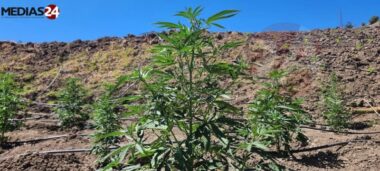 Démarrage des premières récoltes de cannabis légal au Maroc