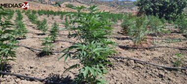 Cannabis : en 2024, plus de 2.300 autorisations délivrées par l’ANRAC, 732 hectares de Beldya déjà plantés