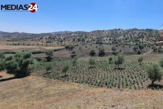 Cannabis légal : 609 autorisations délivrées par l'ANRAC à fin novembre 2023