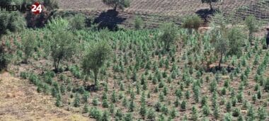 Cannabis : la société Inetum retenue pour la réalisation d’une plateforme digitale pour la traçabilité et le contrôle