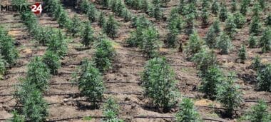 Cannabis: la grâce royale tourne la page du passé et complète le nouveau dispositif de culture licite