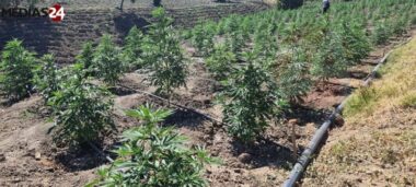 EXCLUSIF. Le Maroc a exporté sa première cargaison légale de résine de cannabis