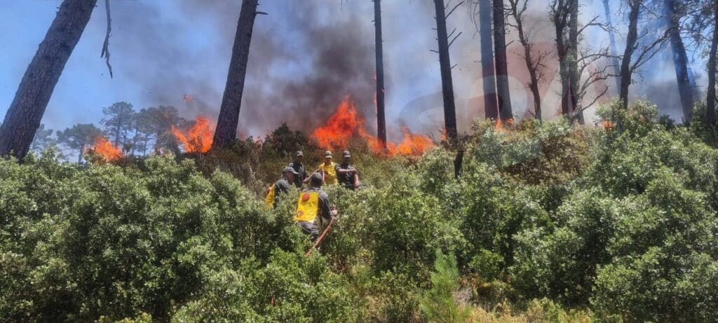 Près de 100 hectares ravagés par les feux dans la forêt de Jbel Kharbouch à Chefchaouen