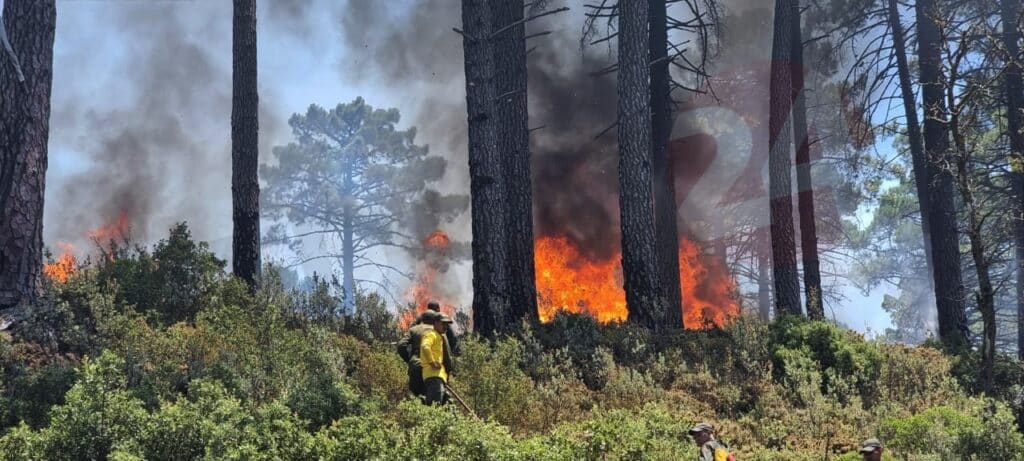 Près de 100 hectares ravagés par les feux dans la forêt de Jbel Kharbouch à Chefchaouen
