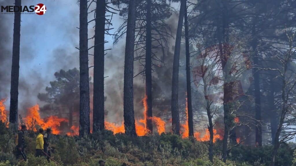 Près de 100 hectares ravagés par les feux dans la forêt de Jbel Kharbouch à Chefchaouen