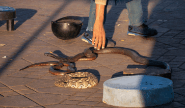 Étude. Les serpents vendus dans les souks abritent des agents zoonotiques pouvant être transmis à l’homme