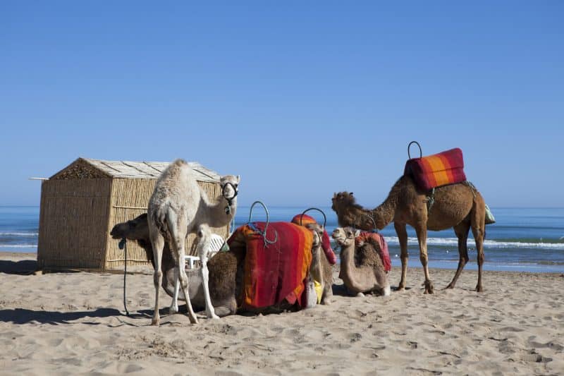 L’embouchure de la Moulouya. Escapade méditerranéenne entre eaux turquoise et flamants roses